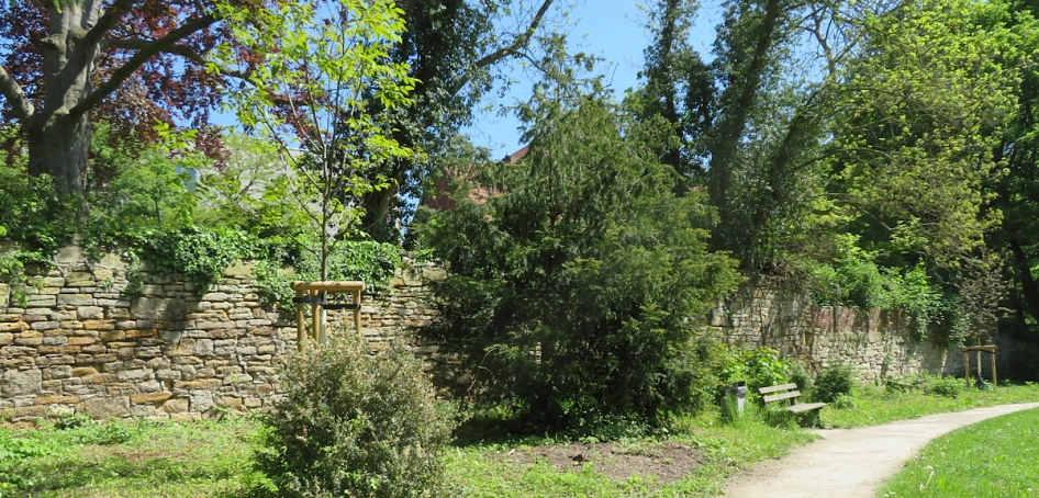 Stadtmauer im Waisenhausgarten © Stadt Hildesheim